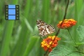 Scene 36_White Bodied Orange Spotted Brown Riodinidae on a Flower